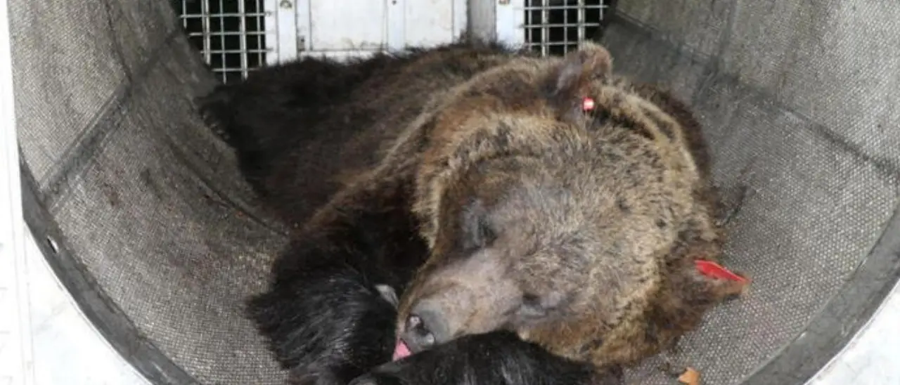 Gli orsi Jj4 e Mj5 non saranno abbattuti: il Tar Trento sospende la decisione fino al 27 giugno