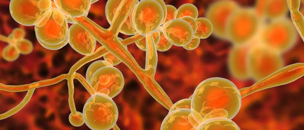 Muore contagiato da un fungo come nella serie The Last of us