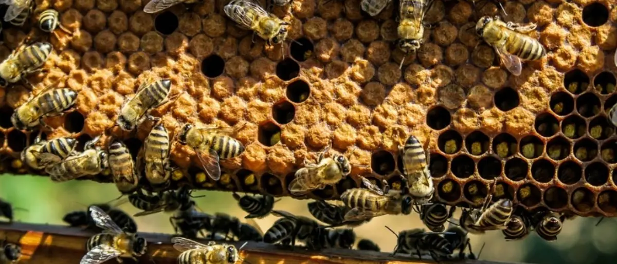 Apicoltura, fondi per un milione e quattrocento mila euro. Aperti i termini per la presentazione delle domande