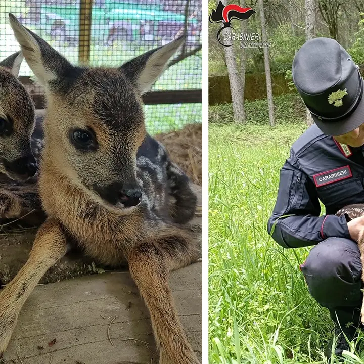 Due cuccioli di capriolo salvati dai carabinieri nel centro visite del Cupone in Sila