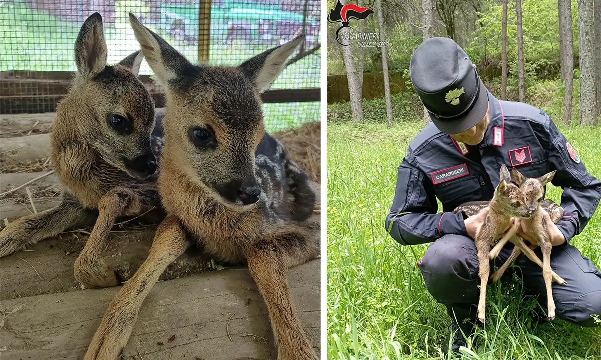 Due cuccioli di capriolo salvati dai carabinieri nel centro visite del Cupone in Sila