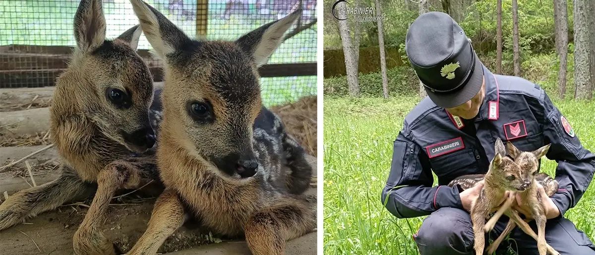 Due cuccioli di capriolo salvati dai carabinieri nel centro visite del Cupone in Sila