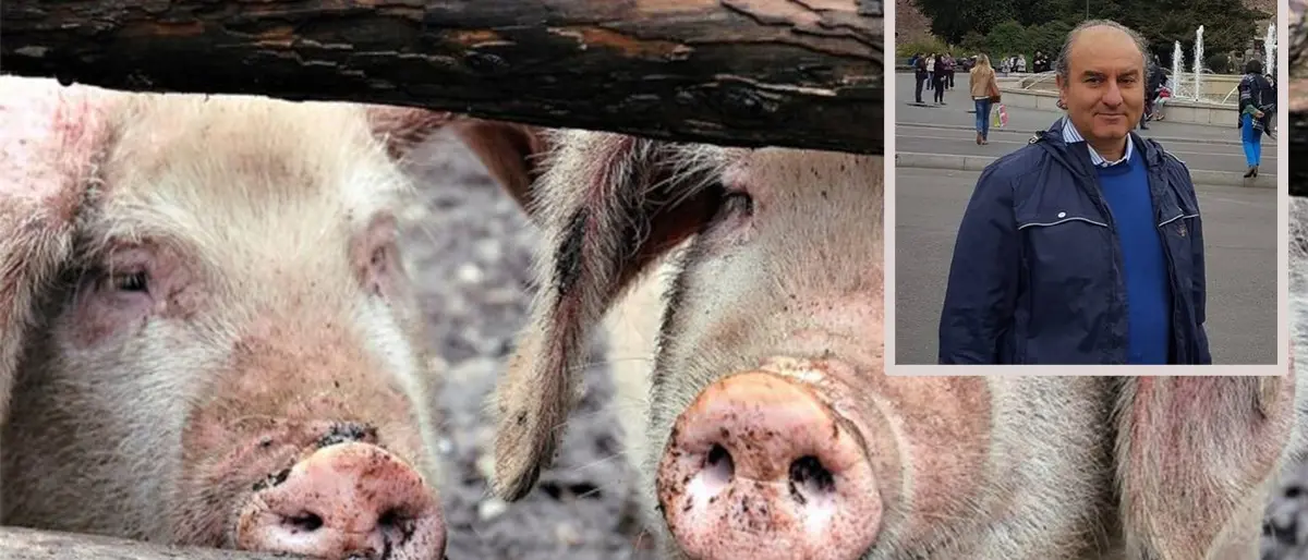 Peste suina in Calabria. Rizzo (Asp Cosenza): «Nessun pericolo per l’uomo, ma il salto di specie è una possibilità»
