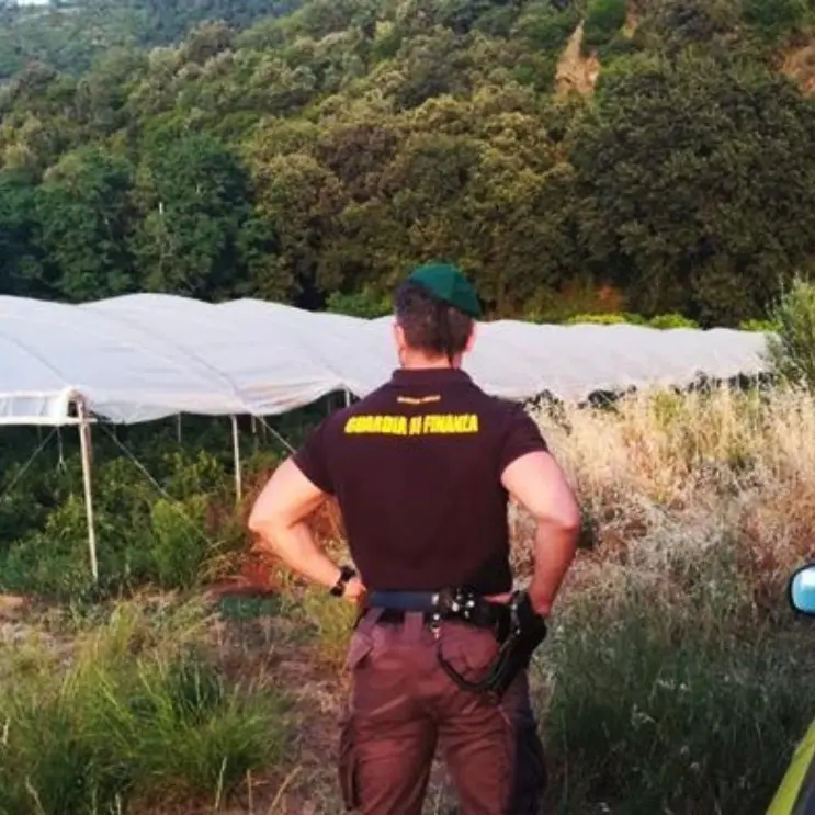 Quintali di marijuana a Pizzo, assolti due imputati: erano stati accusati di aver preso parte alla realizzazione della maxi-piantagione