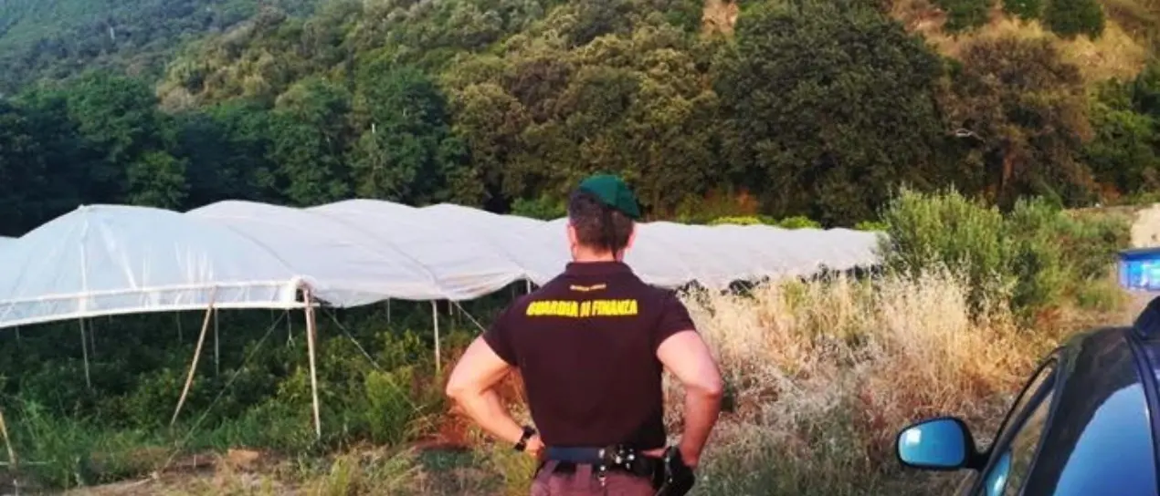 Quintali di marijuana a Pizzo, assolti due imputati: erano stati accusati di aver preso parte alla realizzazione della maxi-piantagione