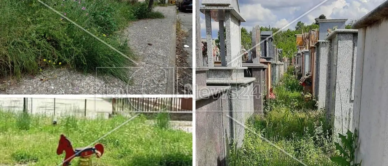 Benvenuti nella jungla di Acri: assediata dalle erbacce e dai cani randagi