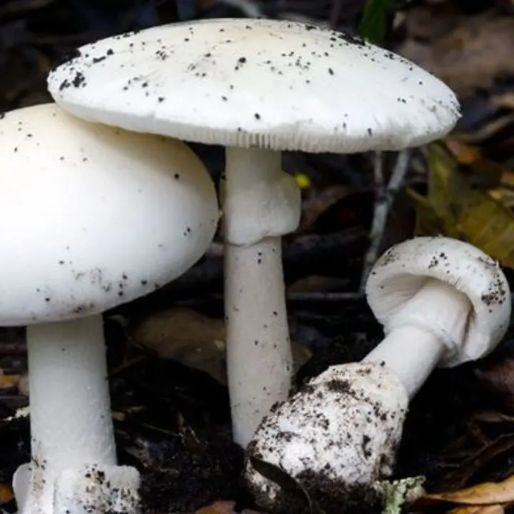 Intossicati dopo aver mangiato funghi velenosi, nel Cosentino marito e moglie finiscono in ospedale