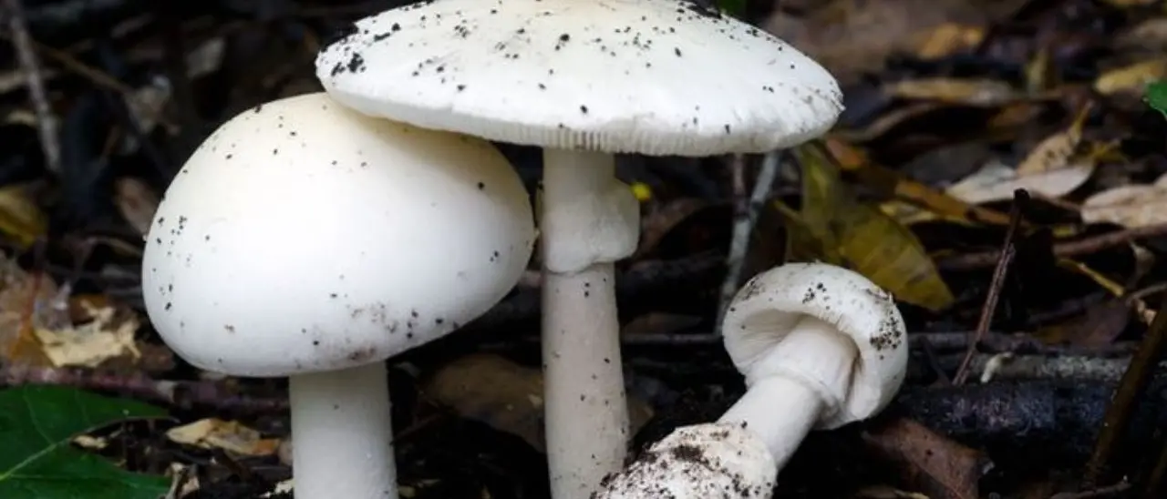Intossicati dopo aver mangiato funghi velenosi, nel Cosentino marito e moglie finiscono in ospedale