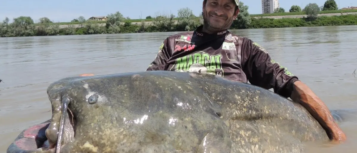 Catturato (e subito liberato) il “mostro” del Po: pesce gatto record da quasi tre metri