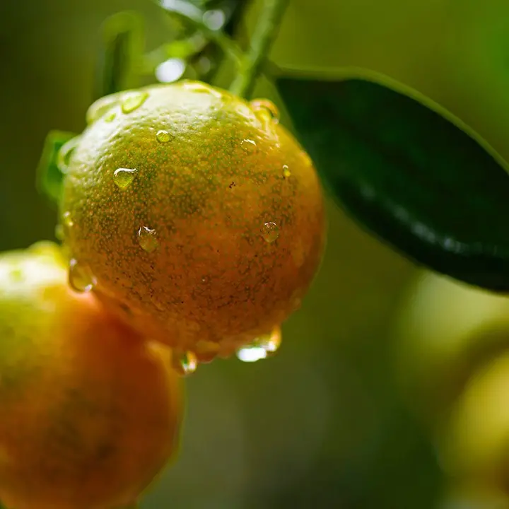 Calabria sommersa dalla pioggia, danni a campi e coltivazioni. Coldiretti chiede lo stato di calamità