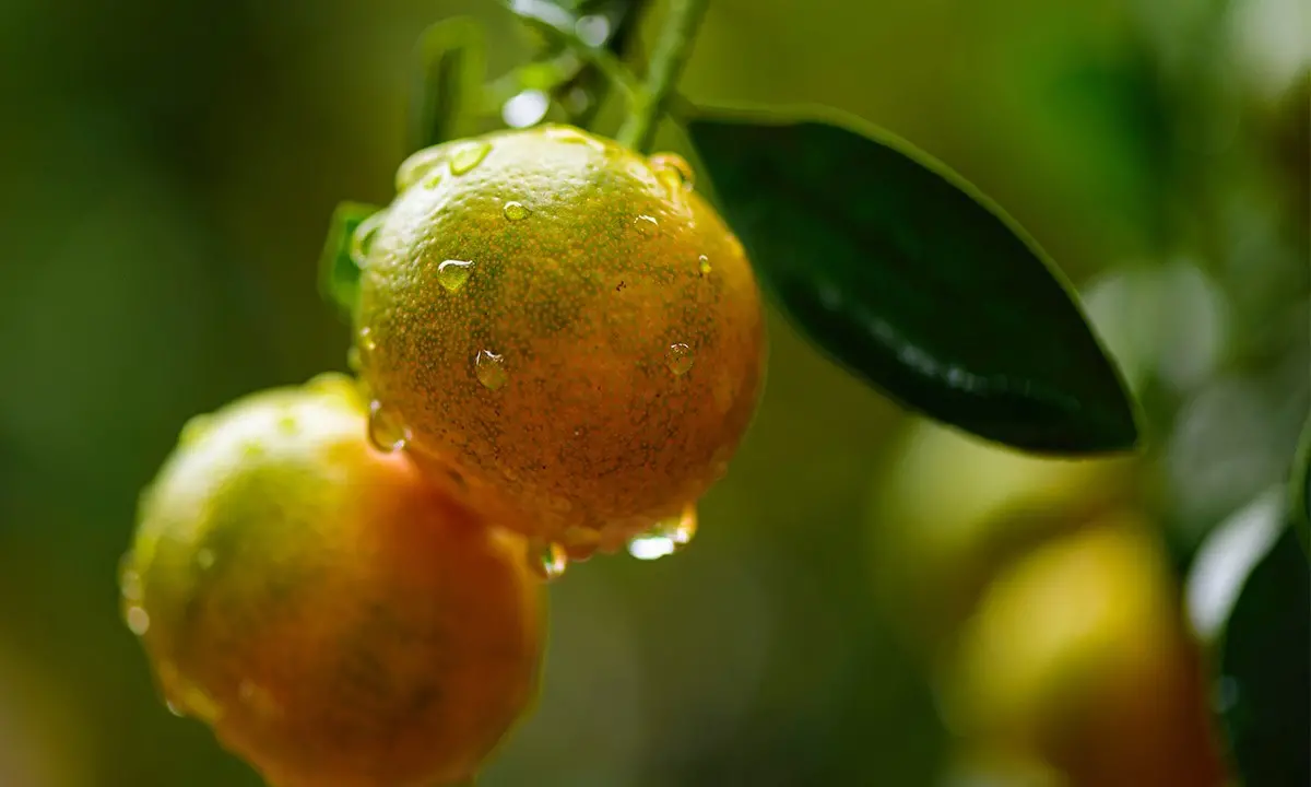 Calabria sommersa dalla pioggia, danni a campi e coltivazioni. Coldiretti chiede lo stato di calamità