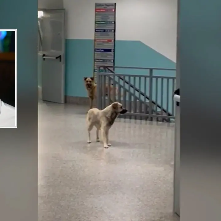 Sanità calabrese? Mancu li cani! La rivoluzione di Occhiuto abbaia ancora alla luna