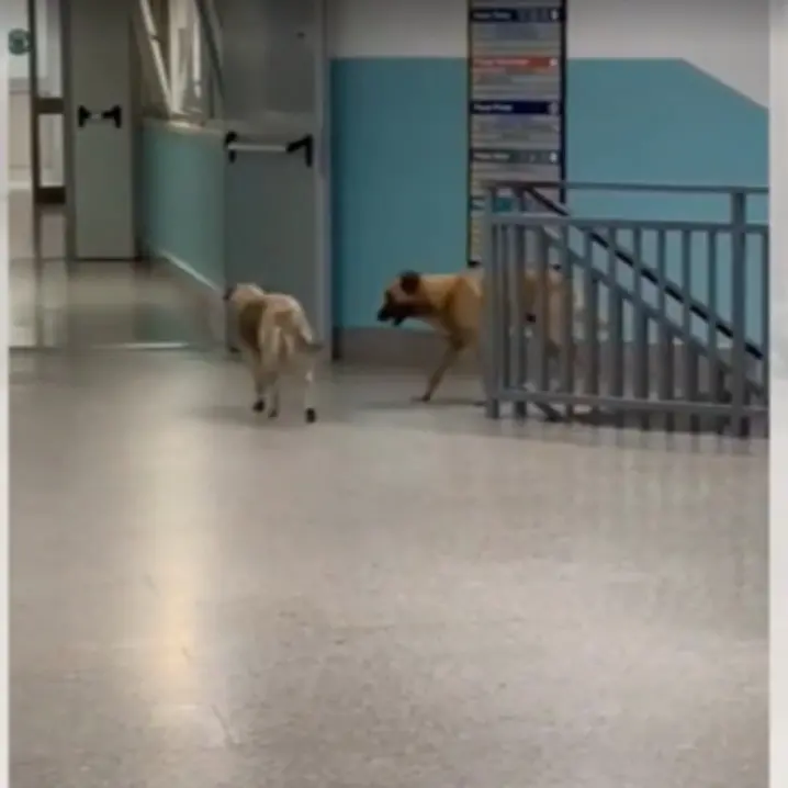 Randagi a spasso nell’ospedale di Lamezia, Bruni: «Il punto più basso della sanità calabrese»