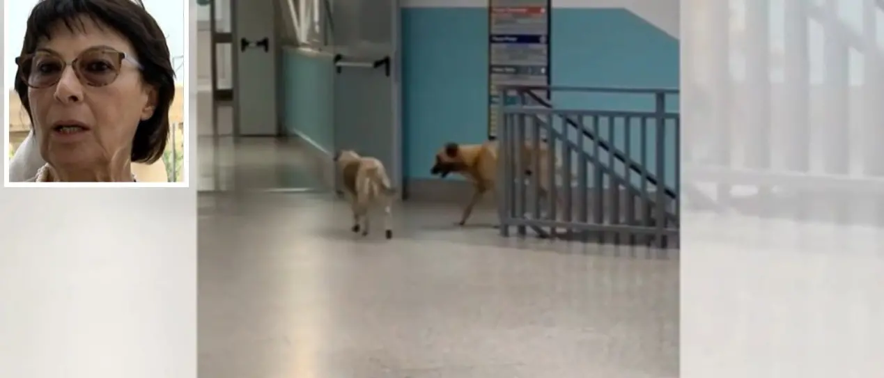 Randagi a spasso nell’ospedale di Lamezia, Bruni: «Il punto più basso della sanità calabrese»