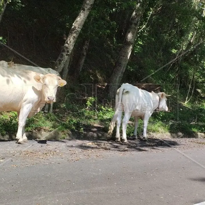 Viaggio fotografico sulla “mulattiera” che accoglierà il traffico della Jonio-Tirreno: ecco cosa ci aspetta