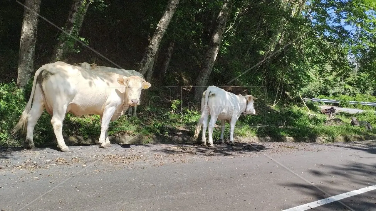 Viaggio fotografico sulla “mulattiera” che accoglierà il traffico della Jonio-Tirreno: ecco cosa ci aspetta