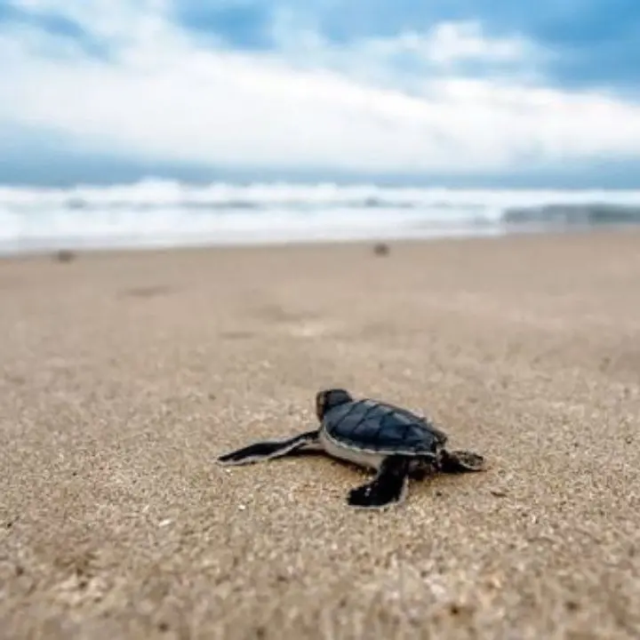 Pulizia spiagge, Wwf Calabria: «No mezzi meccanici a tutela dei nidi di tartaruga e fratino»