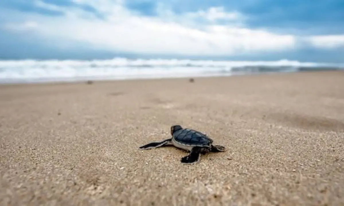 Pulizia spiagge, Wwf Calabria: «No mezzi meccanici a tutela dei nidi di tartaruga e fratino»