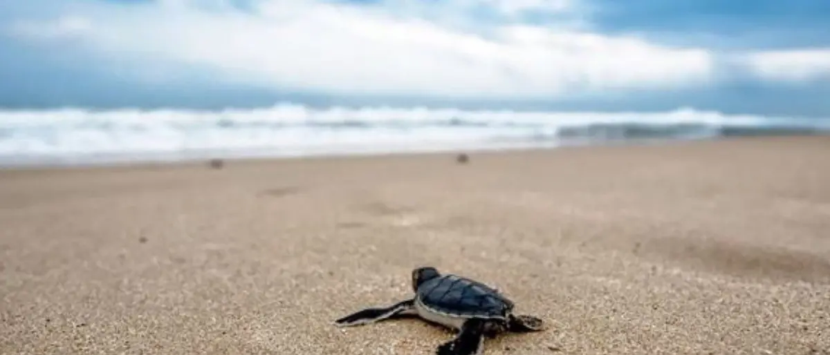 Pulizia spiagge, Wwf Calabria: «No mezzi meccanici a tutela dei nidi di tartaruga e fratino»