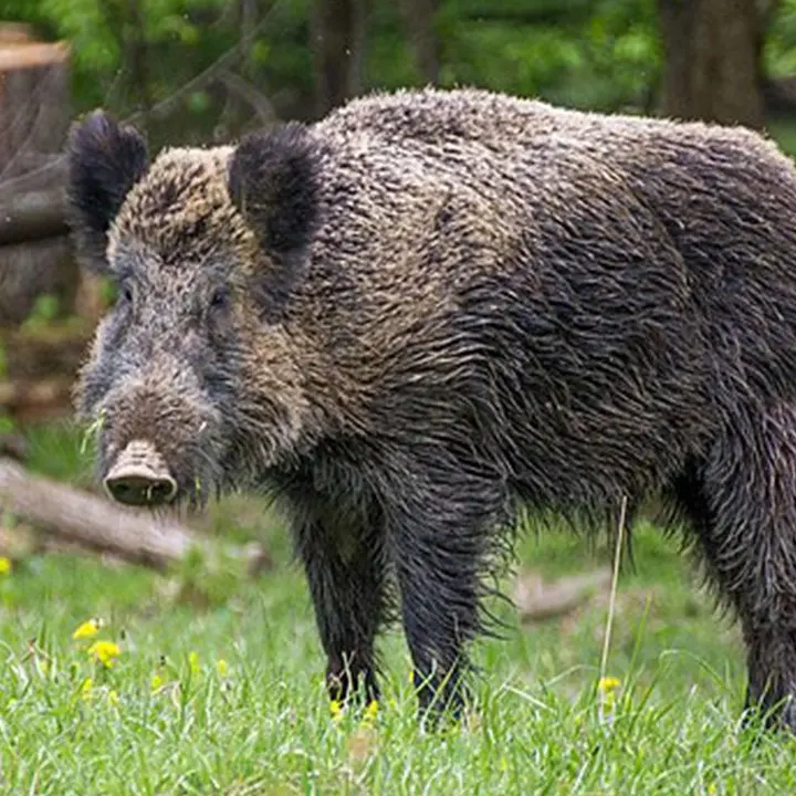 Nel Vibonese anziano ferito ad una gamba da un cinghiale