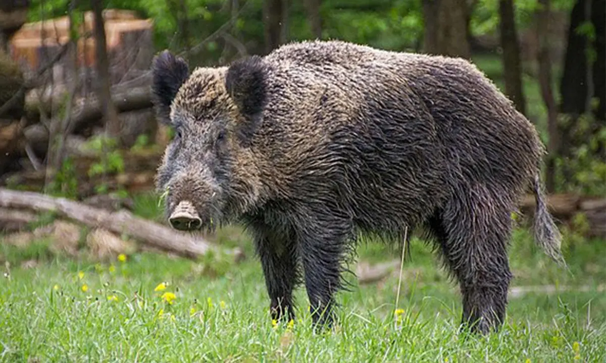 Nel Vibonese anziano ferito ad una gamba da un cinghiale