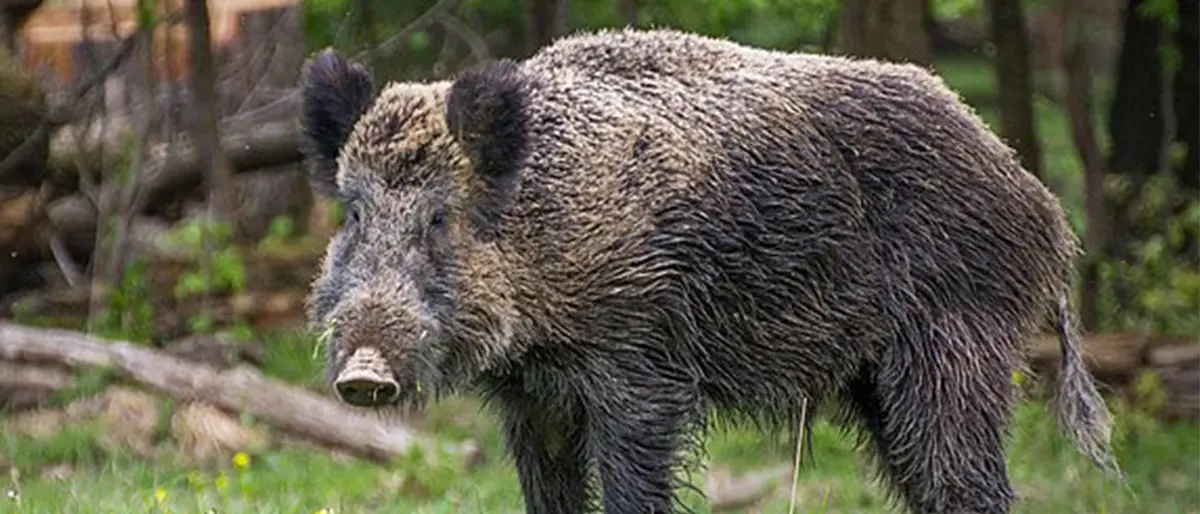 Nel Vibonese anziano ferito ad una gamba da un cinghiale