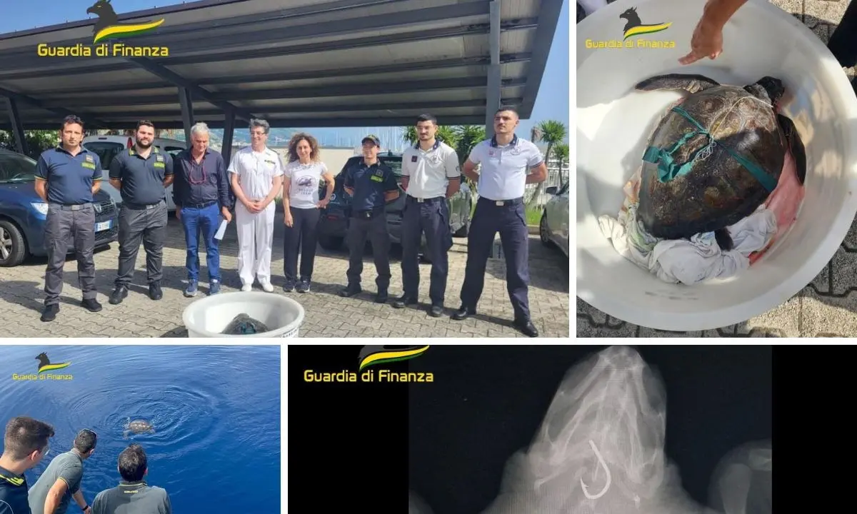 Tartaruga in difficoltà soccorsa al largo di Paola, era stata catturata da un palangaro abbandonato