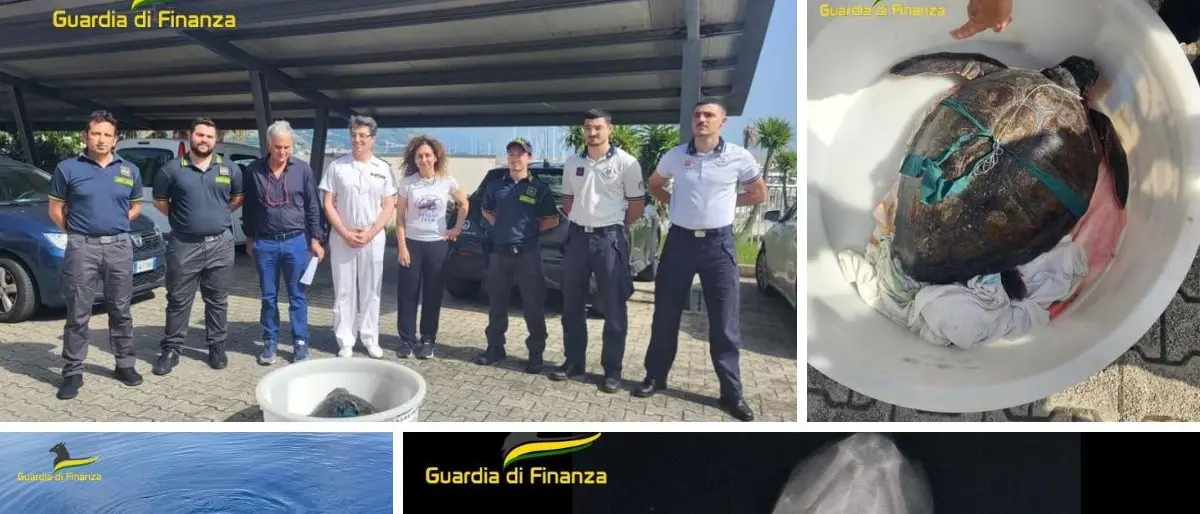 Tartaruga in difficoltà soccorsa al largo di Paola, era stata catturata da un palangaro abbandonato