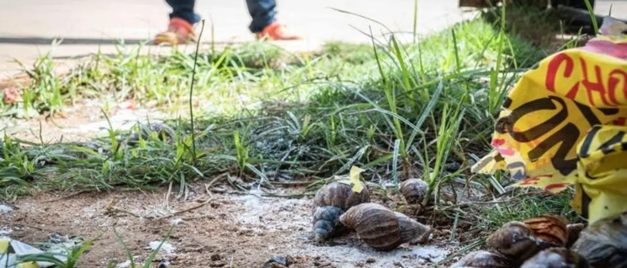 Stati Uniti, invasione di lumache giganti: in quarantena una contea della Florida