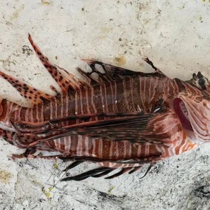 Catturato nel mare crotonese un pesce scorpione, specie tropicale tra le più pericolose al mondo