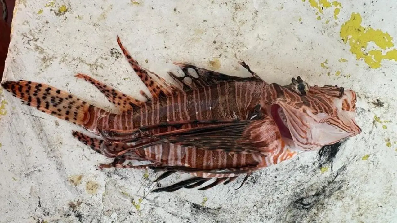 Catturato nel mare crotonese un pesce scorpione, specie tropicale tra le più pericolose al mondo