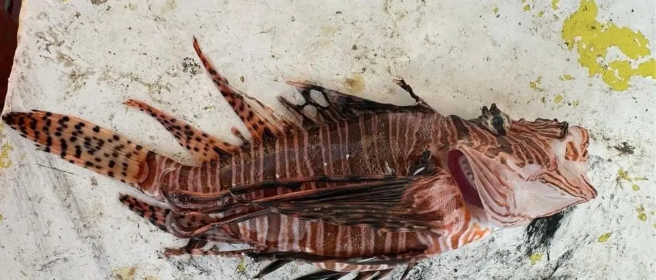 Catturato nel mare crotonese un pesce scorpione, specie tropicale tra le più pericolose al mondo