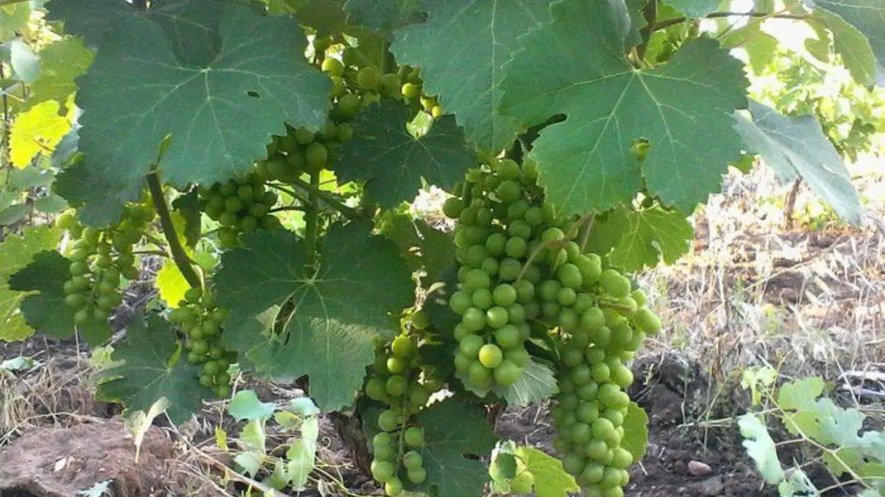 Allarme peronospera nel Pollino, il sindaco Catapano: «A rischio campagna vitivinicola. Serve l’intervento della Regione»