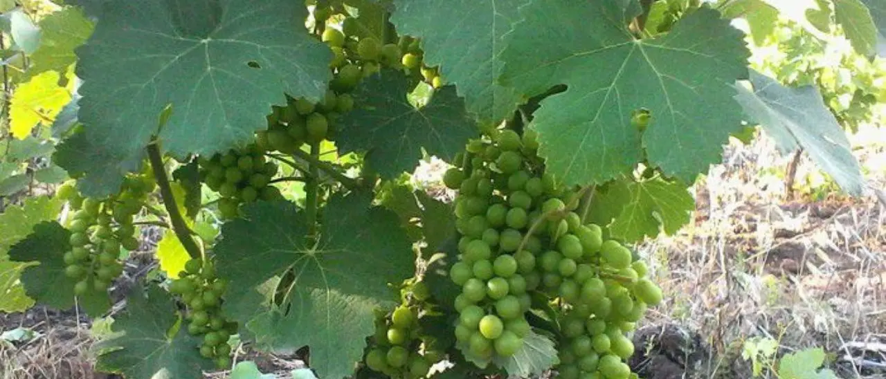 Allarme peronospera nel Pollino, il sindaco Catapano: «A rischio campagna vitivinicola. Serve l’intervento della Regione»