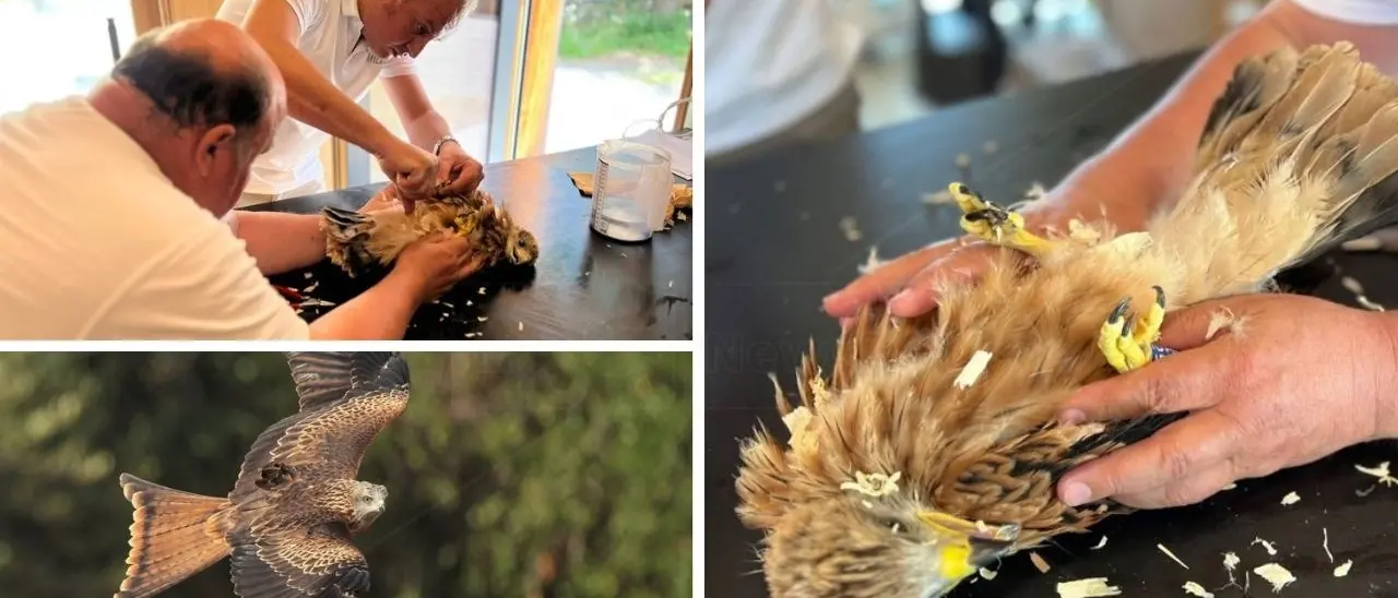 Estinto nell’800, il nibbio reale torna in Calabria: esemplari dalle Alpi svizzere pronti a ripopolare l’Aspromonte