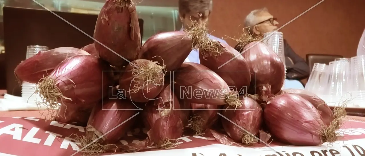 Ad Amantea la coltivazione della Cipolla Rossa di Tropea eccelle grazie al lavoro regolare