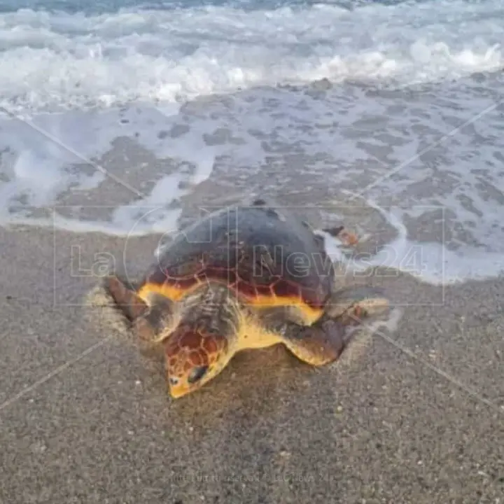 Tartaruga Caretta caretta soccorsa nel Catanzarese, messe al sicuro le uova deposte sulla spiaggia