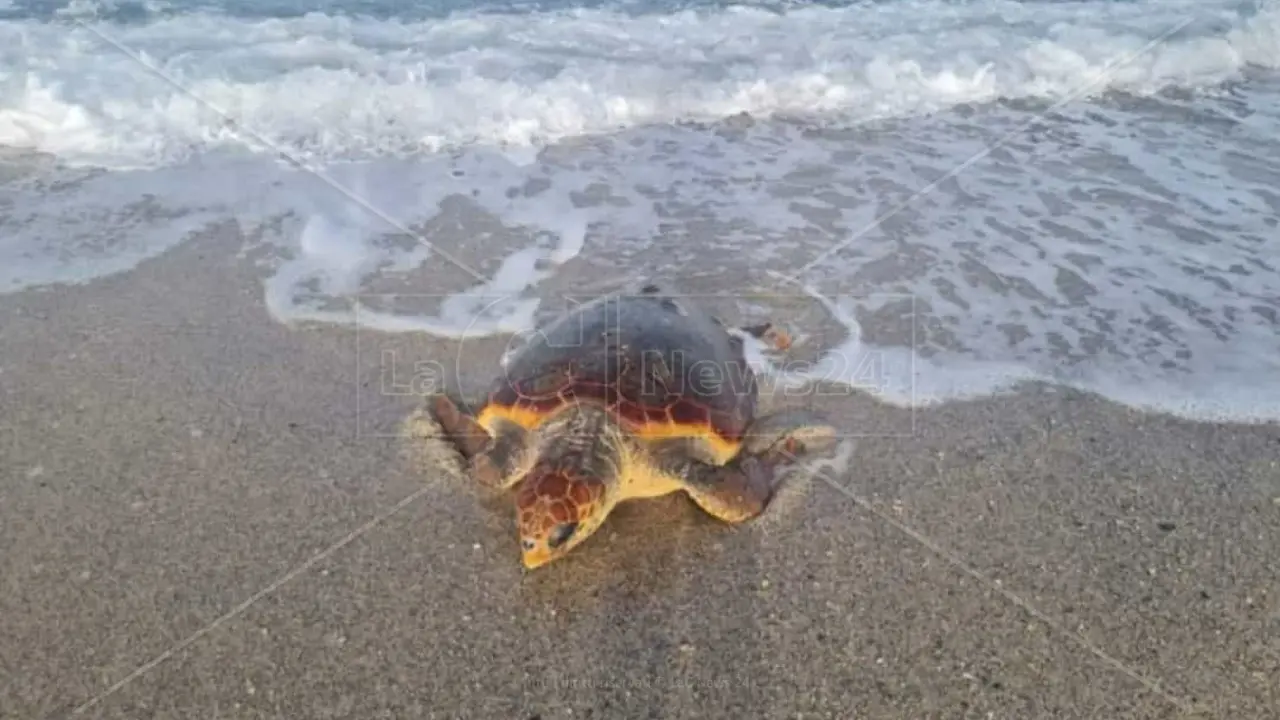 Tartaruga Caretta caretta soccorsa nel Catanzarese, messe al sicuro le uova deposte sulla spiaggia