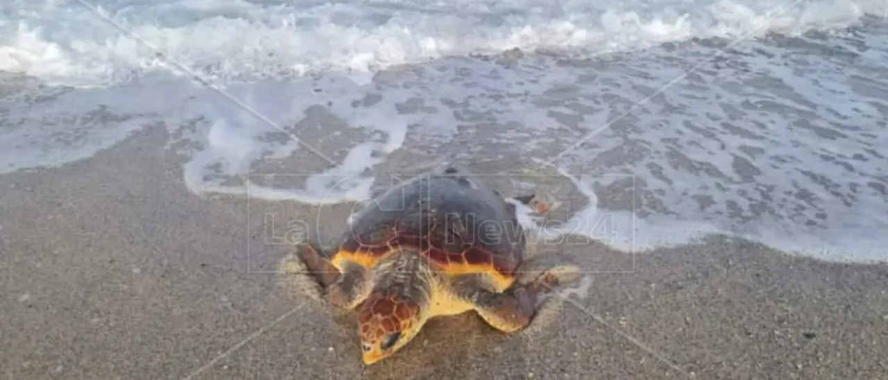 Tartaruga Caretta caretta soccorsa nel Catanzarese, messe al sicuro le uova deposte sulla spiaggia
