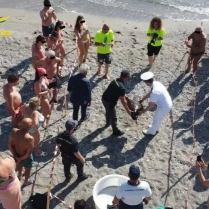 Venus torna in mare, la tartaruga catturata da un palamito illegale salvata dalla Guardia di finanza