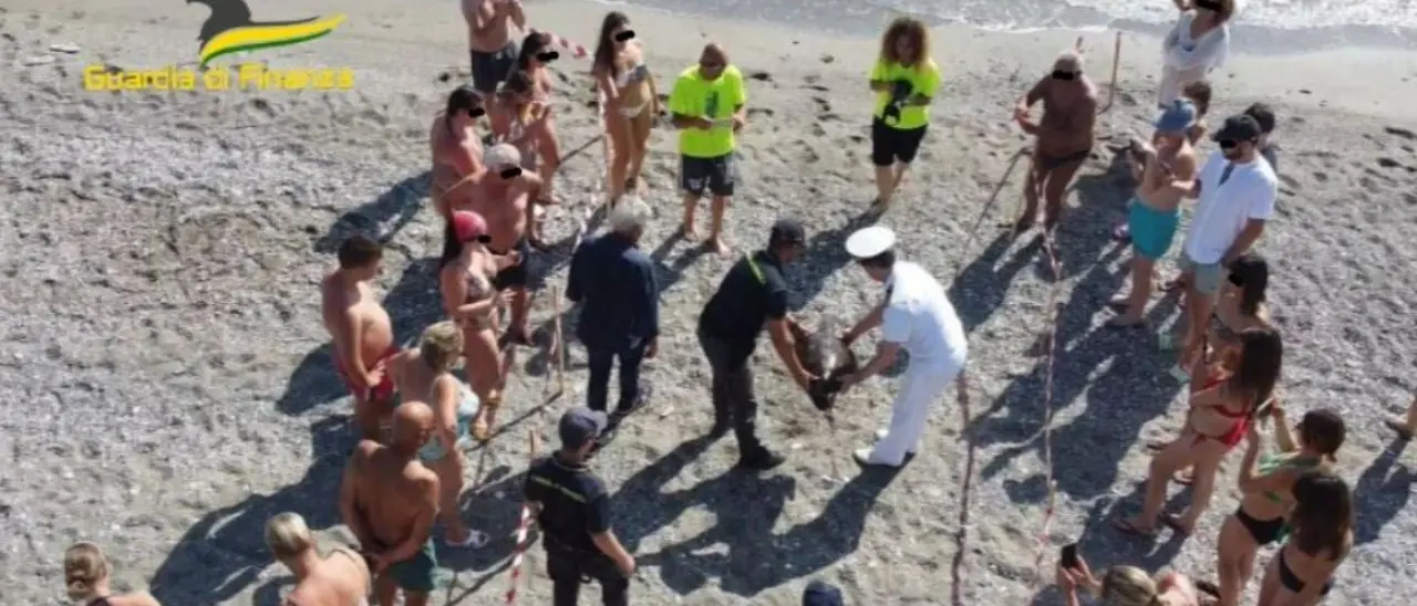 Venus torna in mare, la tartaruga catturata da un palamito illegale salvata dalla Guardia di finanza