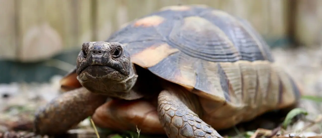 Aveva in casa un allevamento abusivo di tartarughe, sequestrati 23 esemplari nel Crotonese