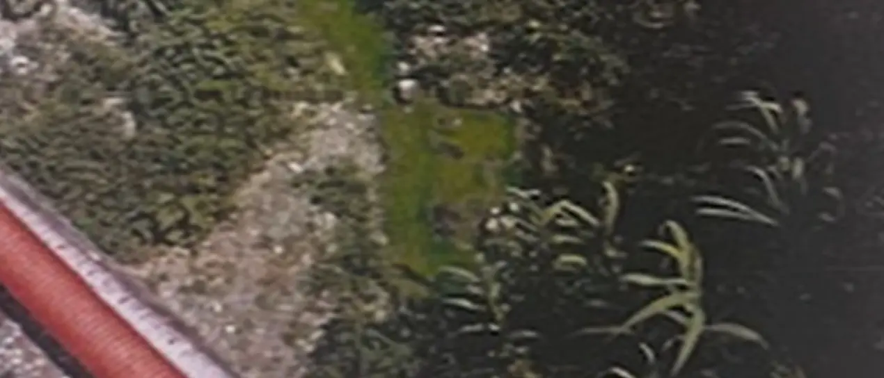 Fuoriuscita liquami da un pozzetto abusivo a Cosenza, il Consorzio Valle Crati invia gli atti in Procura