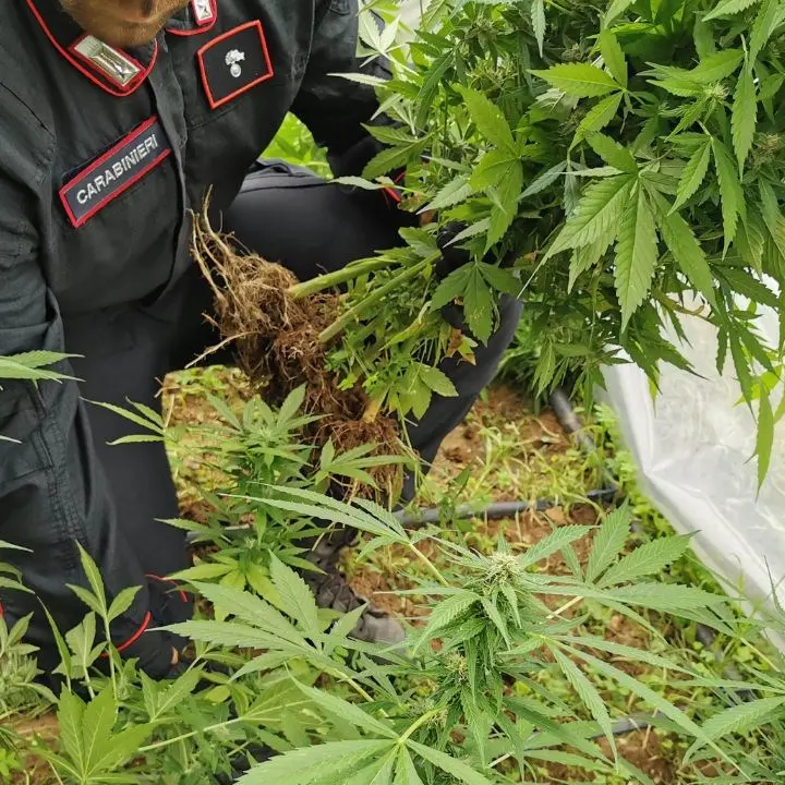 Sorpreso a coltivare 100 piante di marijuana, 49enne arrestato dai carabinieri a Canolo