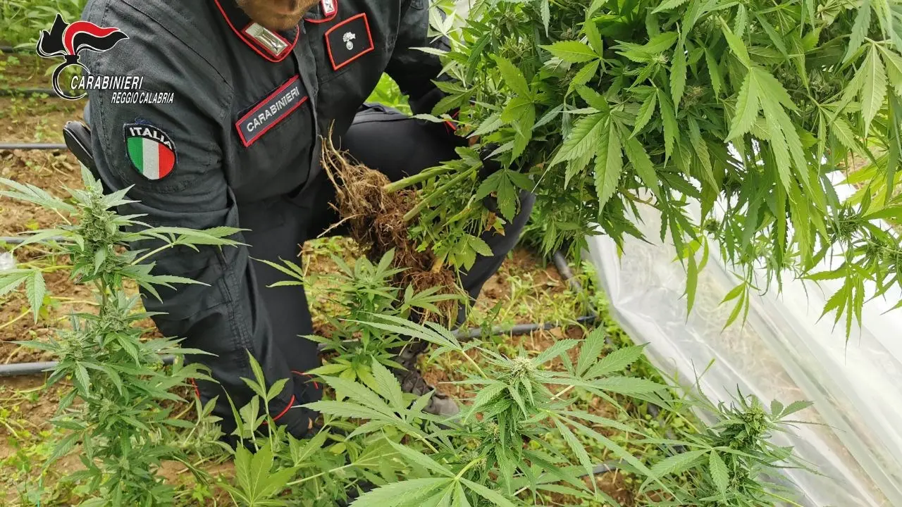 Sorpreso a coltivare 100 piante di marijuana, 49enne arrestato dai carabinieri a Canolo