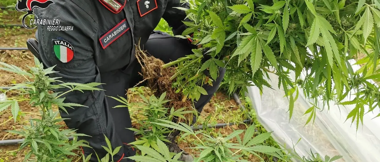 Sorpreso a coltivare 100 piante di marijuana, 49enne arrestato dai carabinieri a Canolo