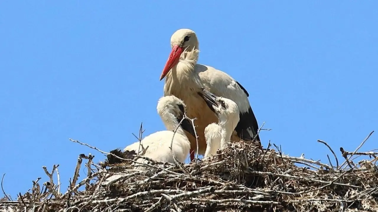 Cicogna bianca in Calabria, sono 32 le coppie presenti e 80 i nuovi piccoli nati nell’ultima stagione