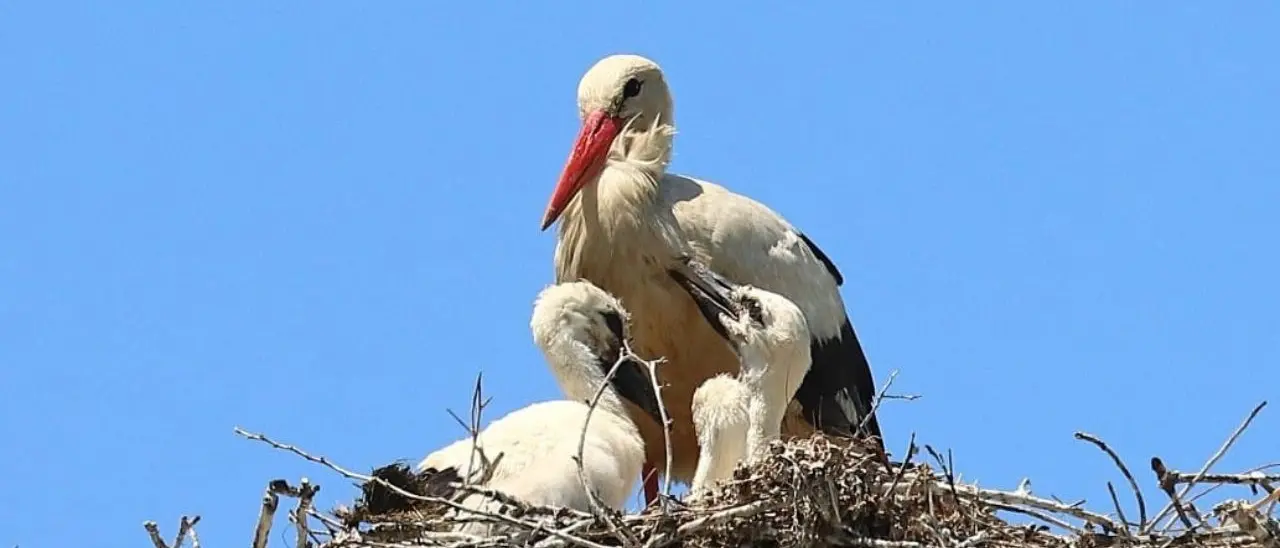 Cicogna bianca in Calabria, sono 32 le coppie presenti e 80 i nuovi piccoli nati nell’ultima stagione