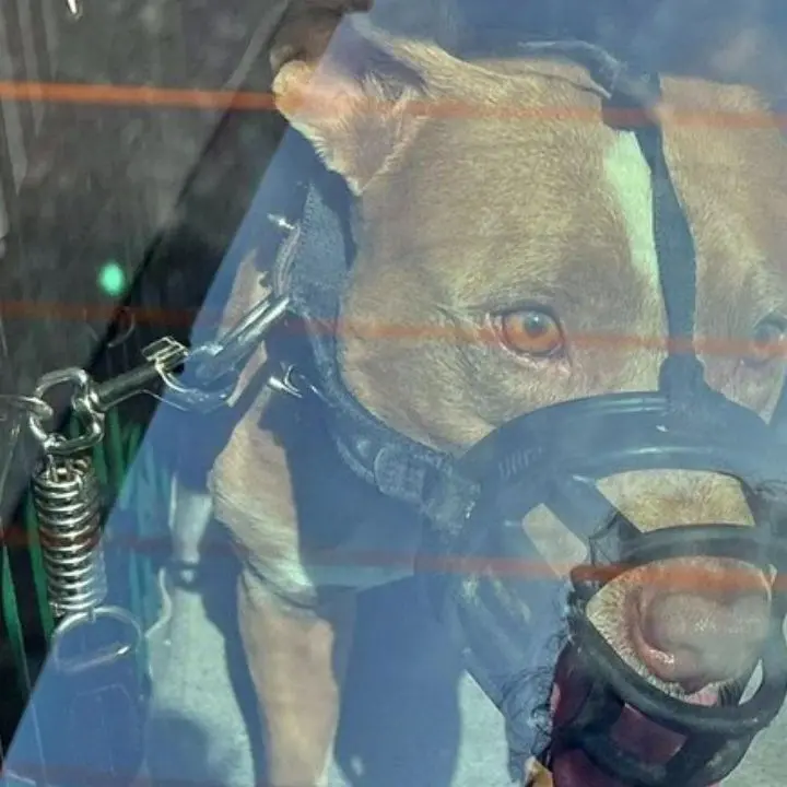 Imperia, bimbo di due anni morso al volto da un pitbull: è grave