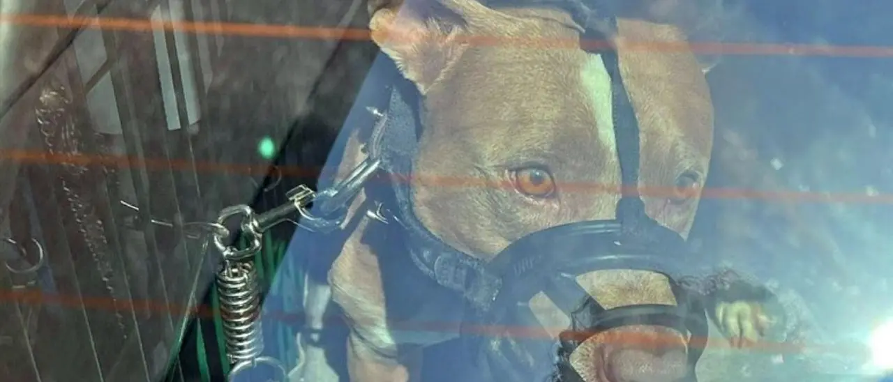 Imperia, bimbo di due anni morso al volto da un pitbull: è grave